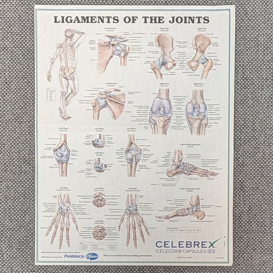 Drug Rep Advertising Celebrex Anatomical Chart Ligaments of the Joints 8.5×11